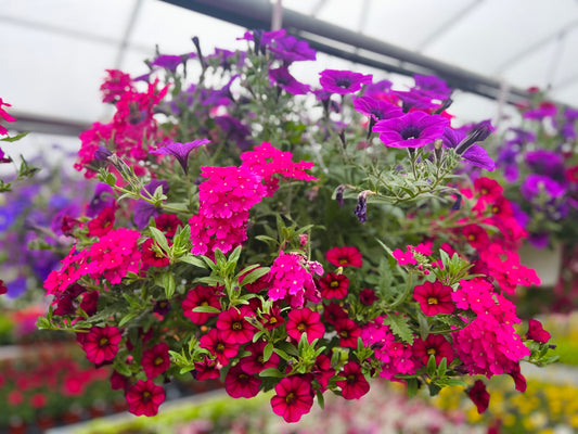 Hanging Basket