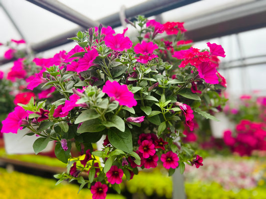 Hanging Basket