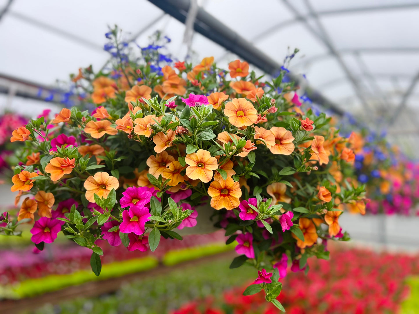 Hanging Basket