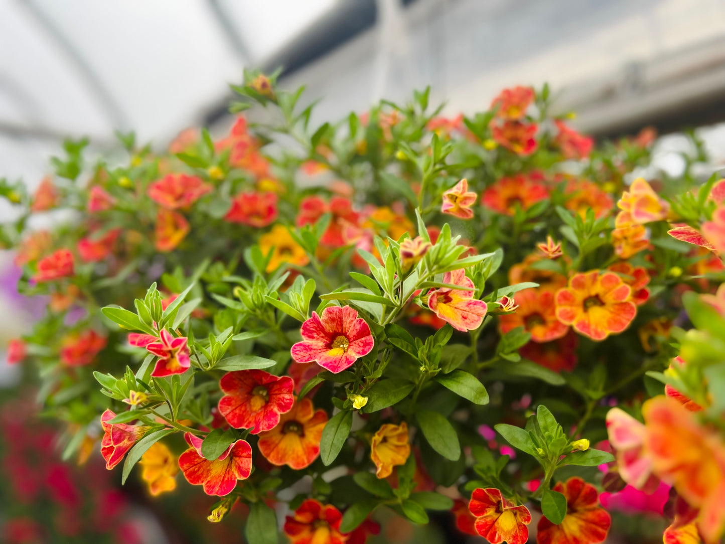 Hanging Basket