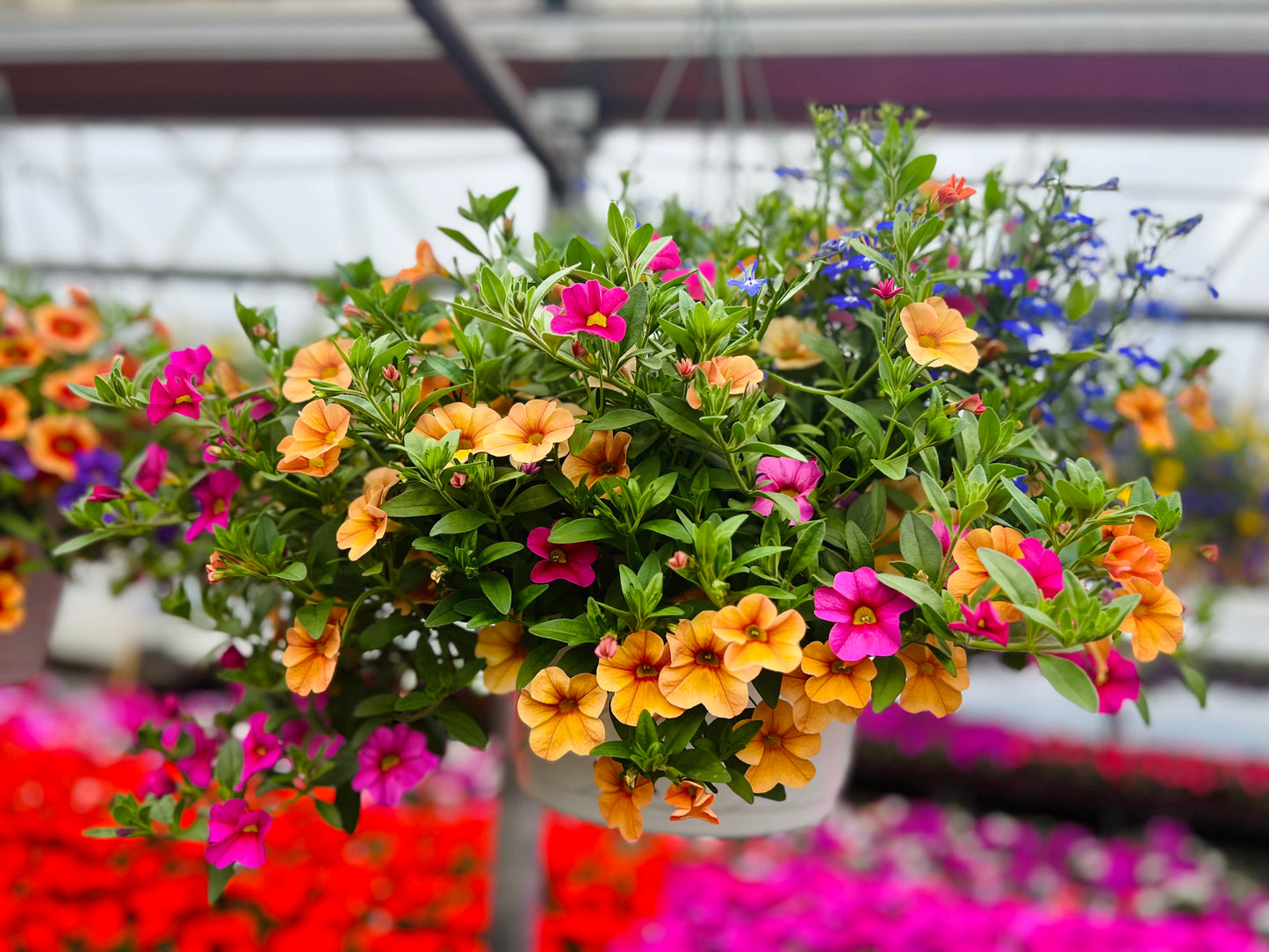 Hanging Basket