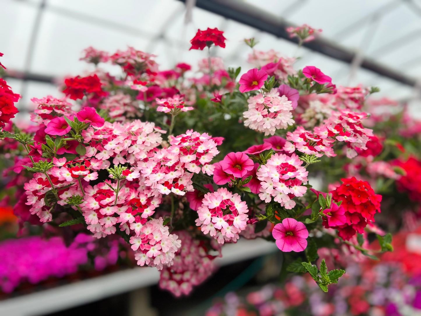 Hanging Basket