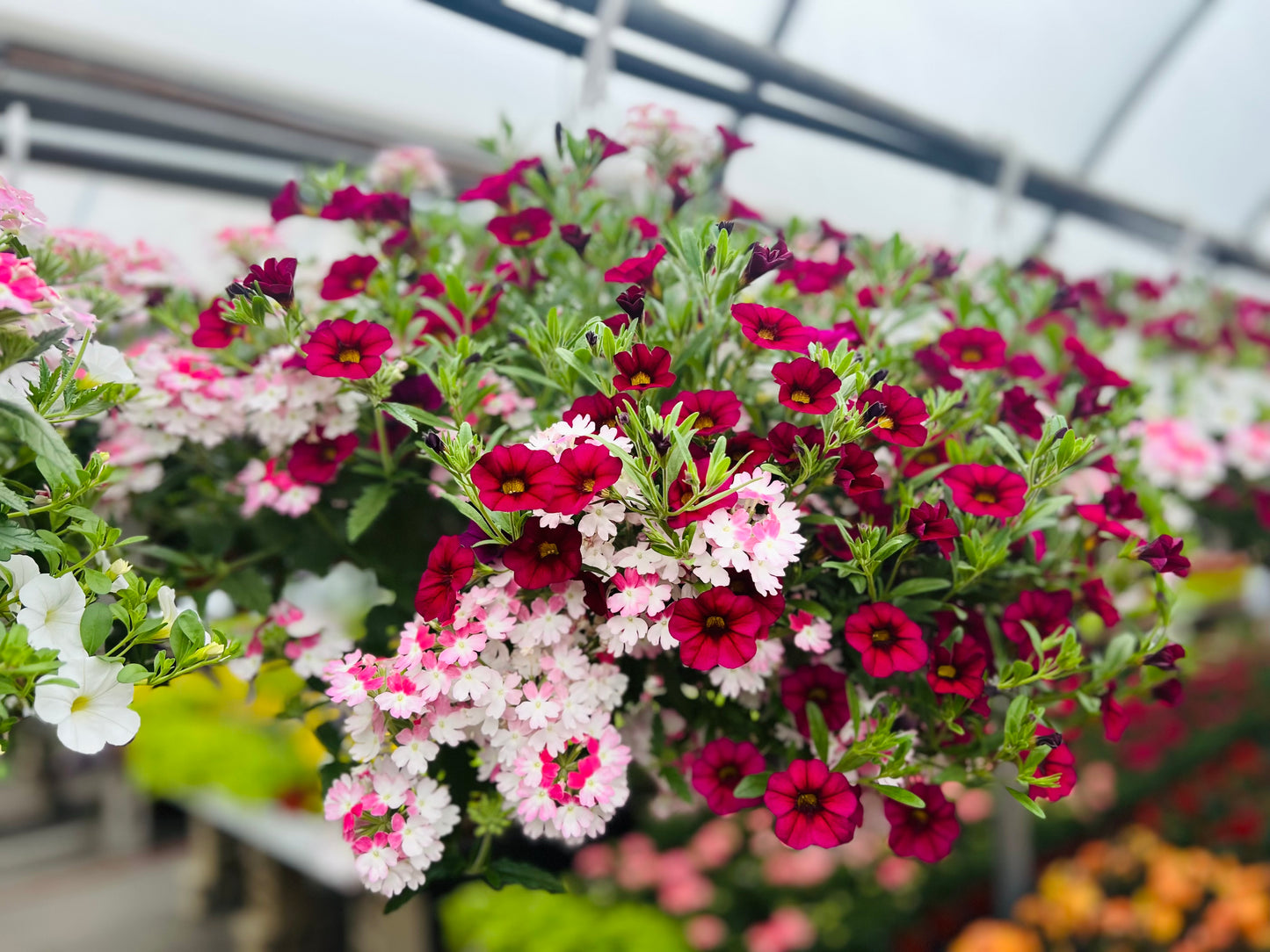 Hanging Basket