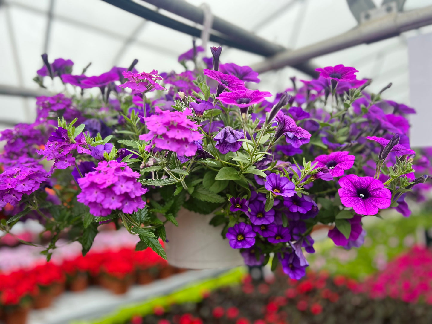 Hanging Basket