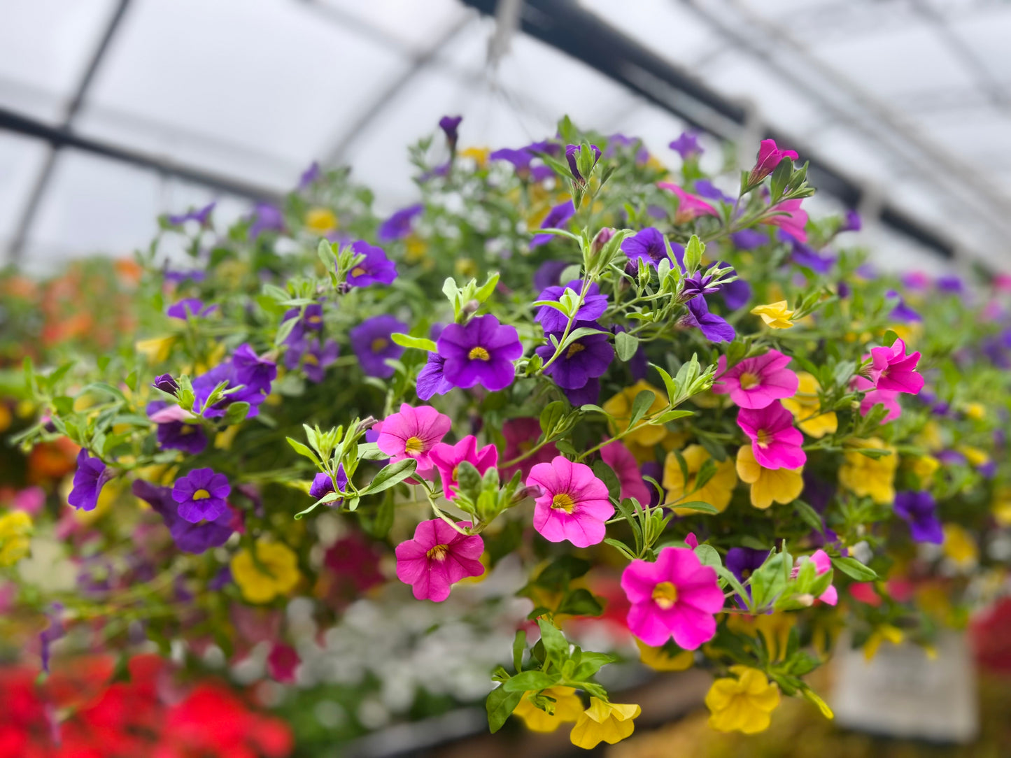 Hanging Basket