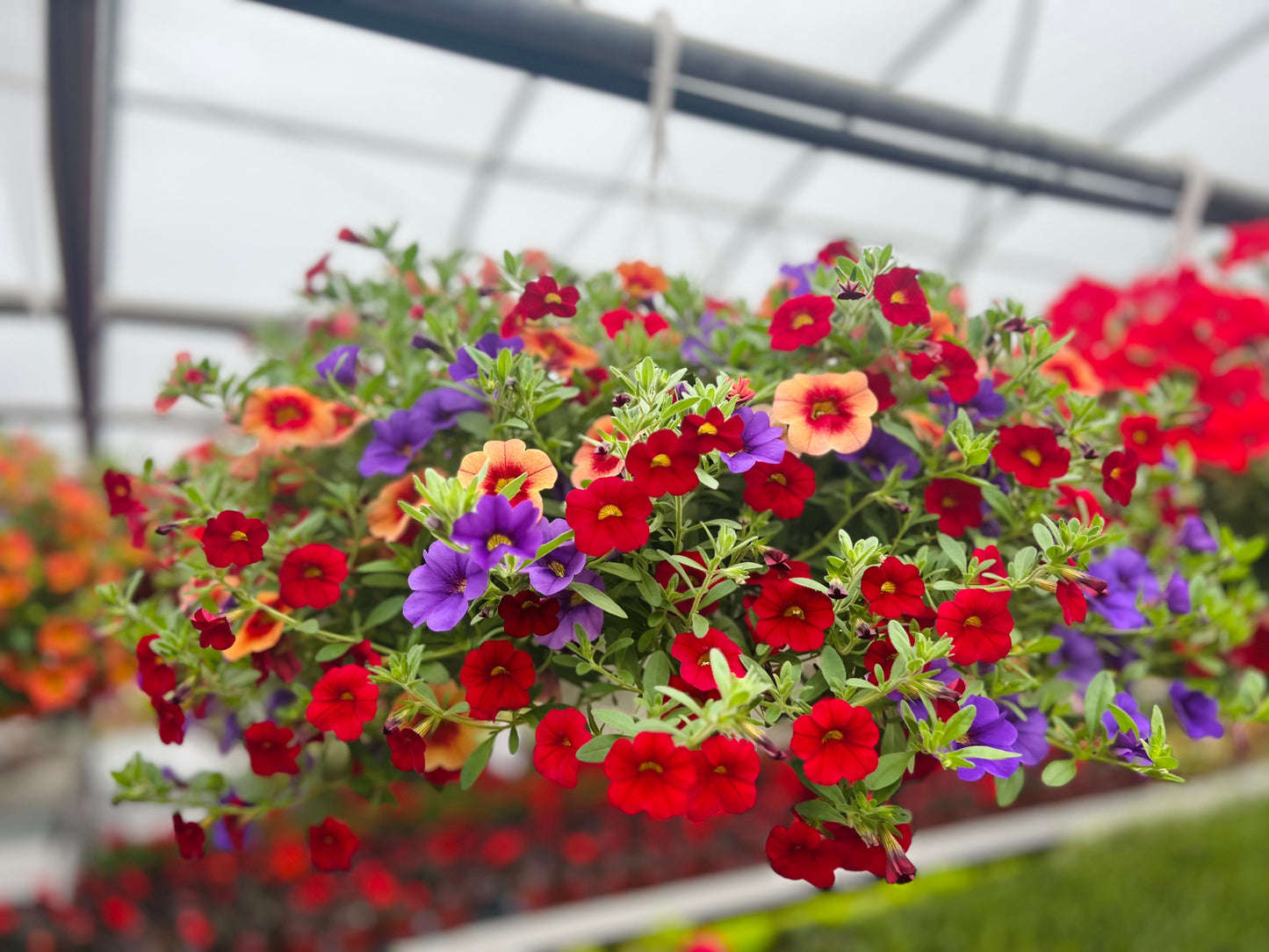 Hanging Basket