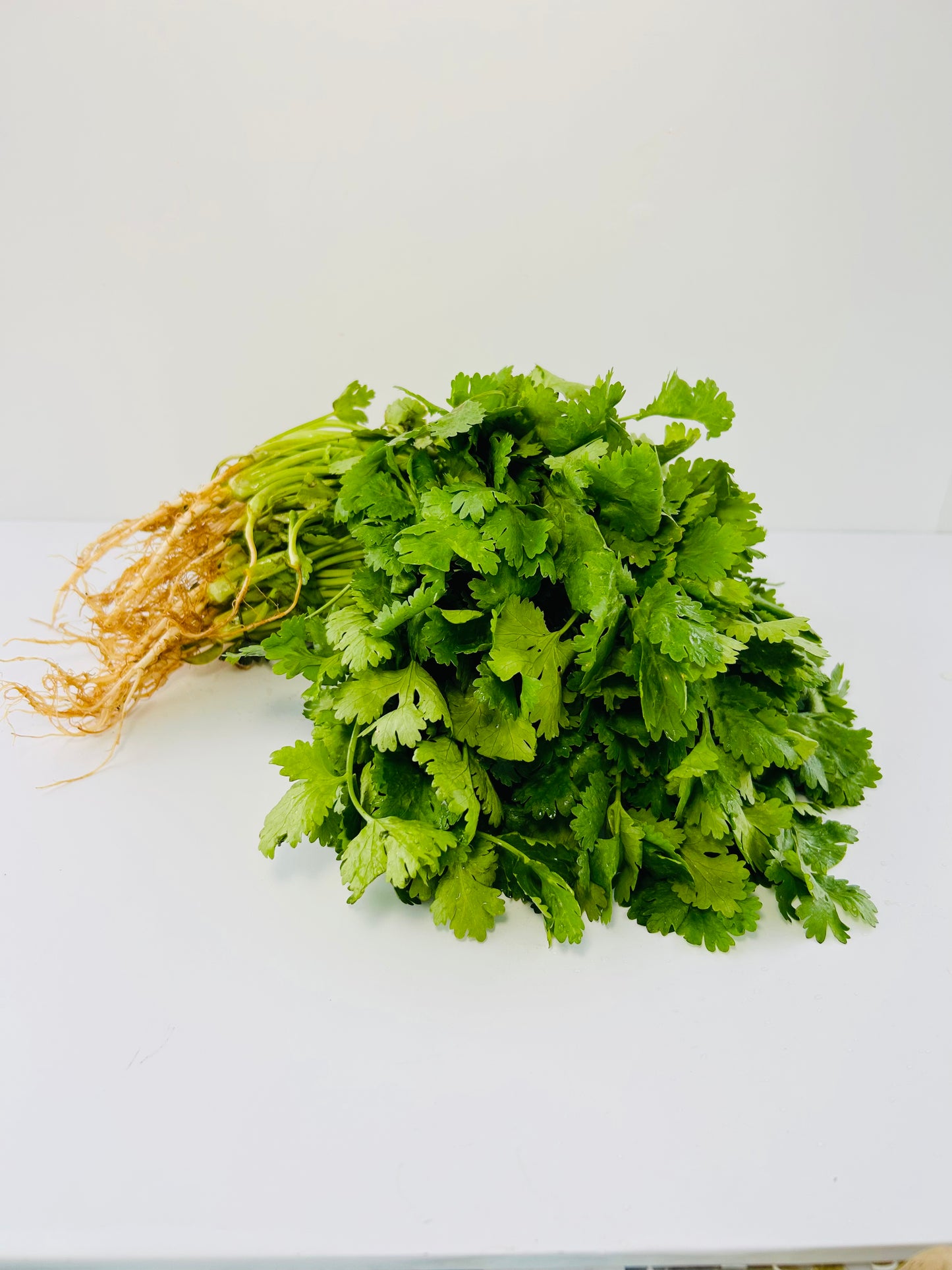 Cilantro