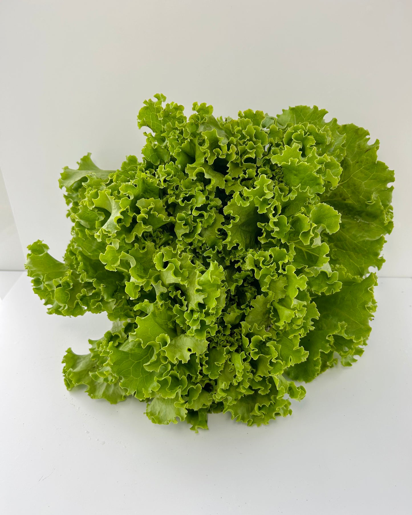 Green Leaf
